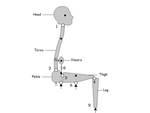 COMSOL 6.3 - Biomechanical Model of the Human Body in a Sitting Posture